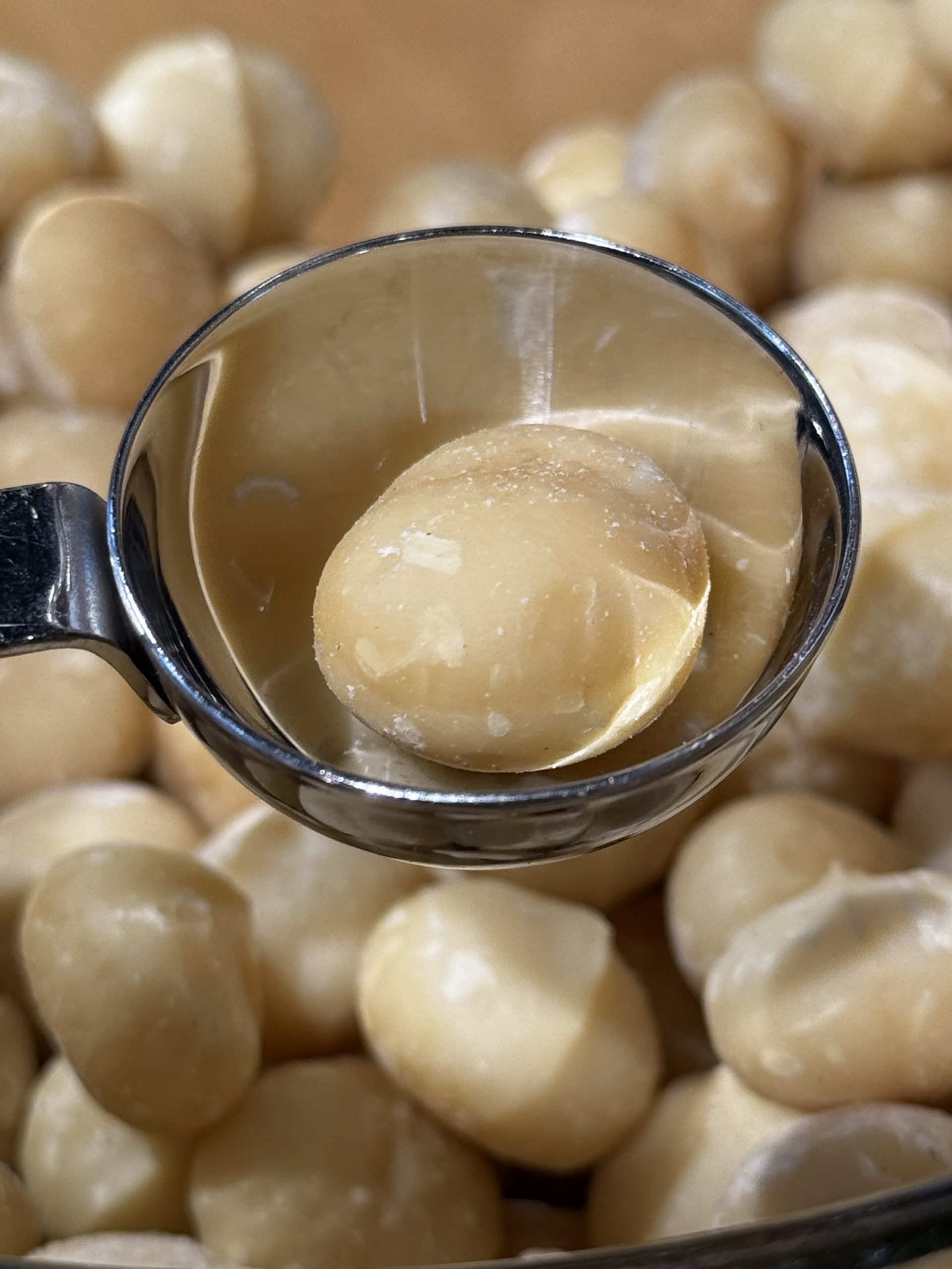 Macadamia, Königin der Nüsse